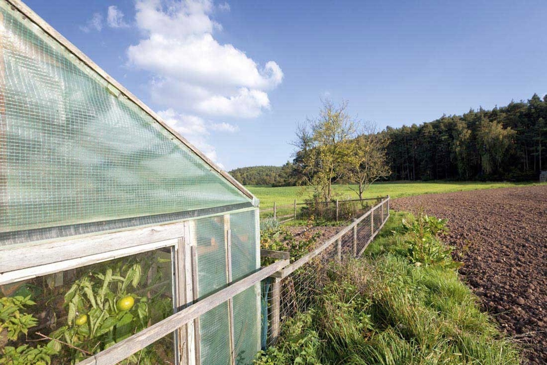 Gewächshausfolie 2x50 m / Grün eingefärbt